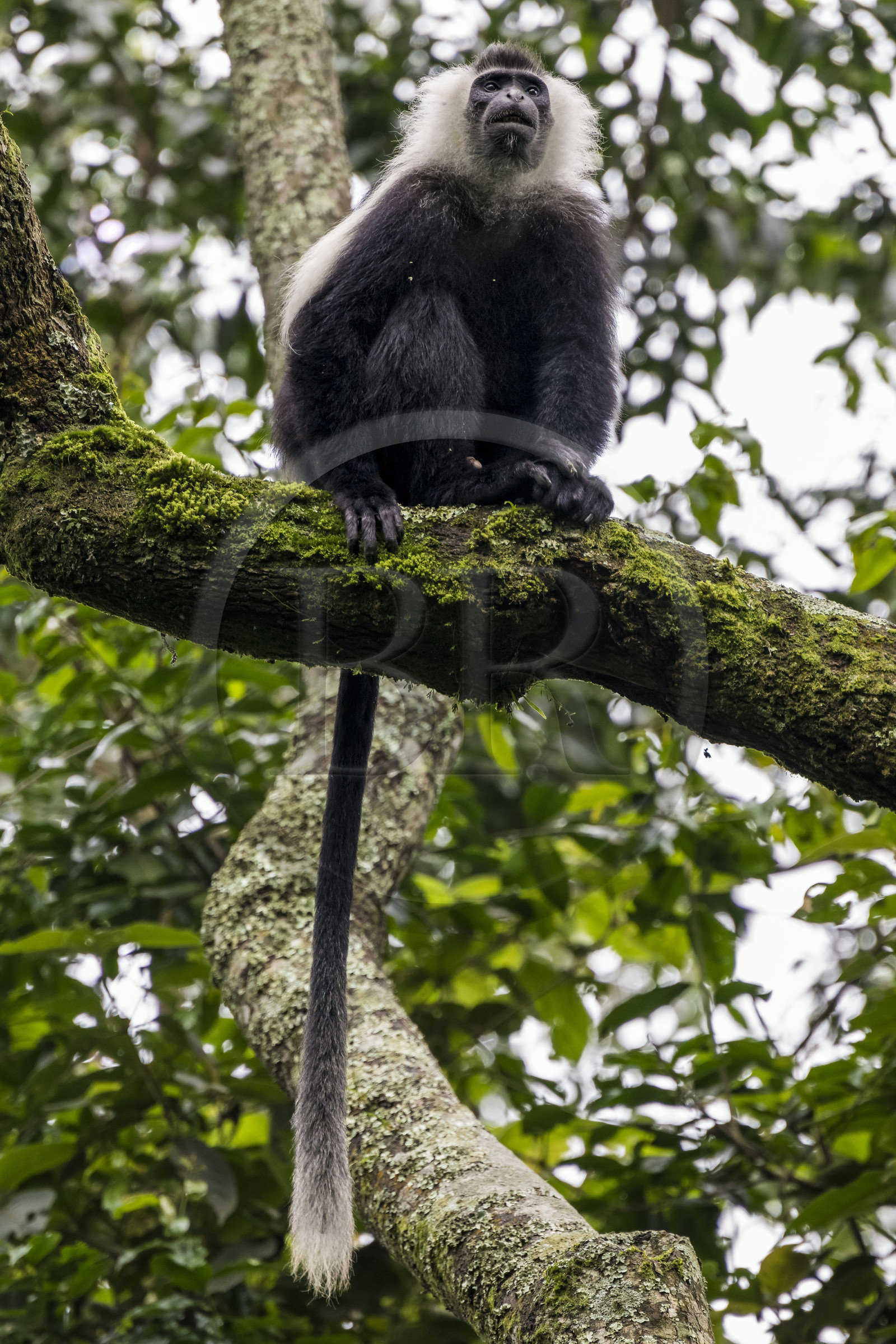 Rwanda, Province de l’Ouest, Gisakura, Parc national de Nyungwe, Colobe de Ruwenzori (Colobus angolensis ruwenzorii) pendant un safari à pied dans la forêt tropicale humide naturelle