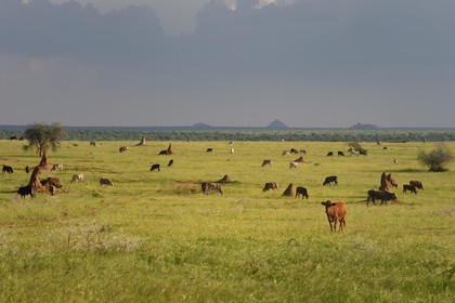 Namibie, région de Otjozondjupa, Otjiwarongo, élevage bovin dans un paysage de paturages verts en saison des pluies