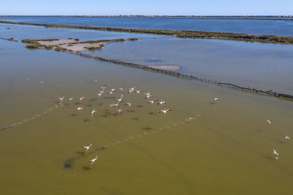France, Hérault (34), Frontignan, vol de flamants roses (Phoenicopterus roseus) dans l'étang d'Ingril dans les anciens salins (vue aérienne)