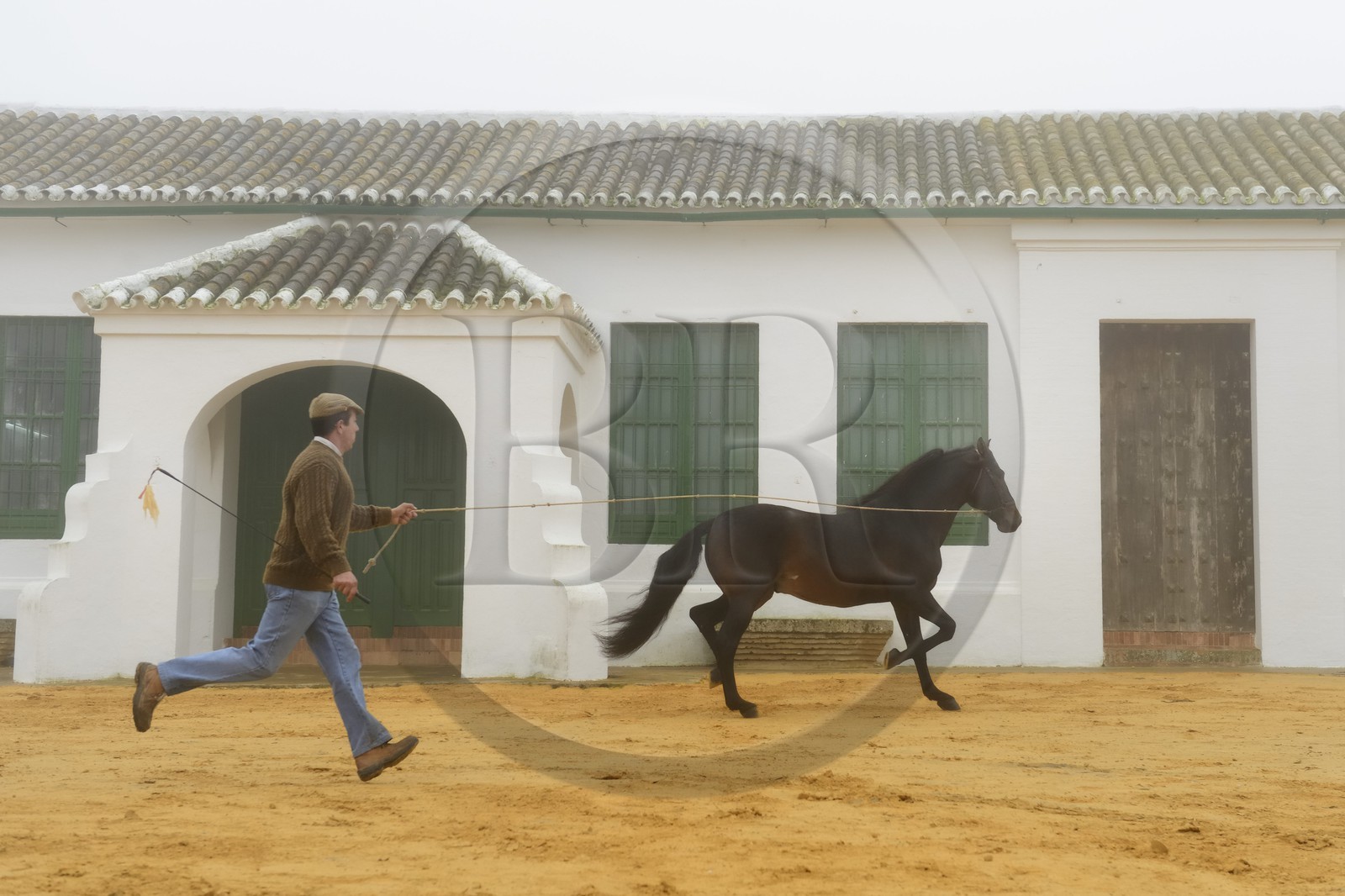Espagne, Andalousie, province de Séville, Utrera, Finca El Pinganillo, le haras de la propriété, entrainement d'un Pure race espagnole ou PRE (Pura Raza Espanola) Espagne, Andalousie, province de Séville, Utrera, Finca El Pinganillo, le haras de la propriété, entrainement d'un Pure race espagnole ou PRE (Pura Raza Espanola)