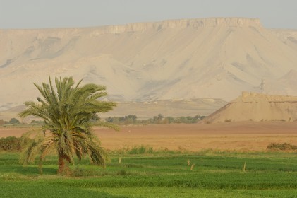 Egypte, désert libyque, oasis de Dakhla, travaux des champs