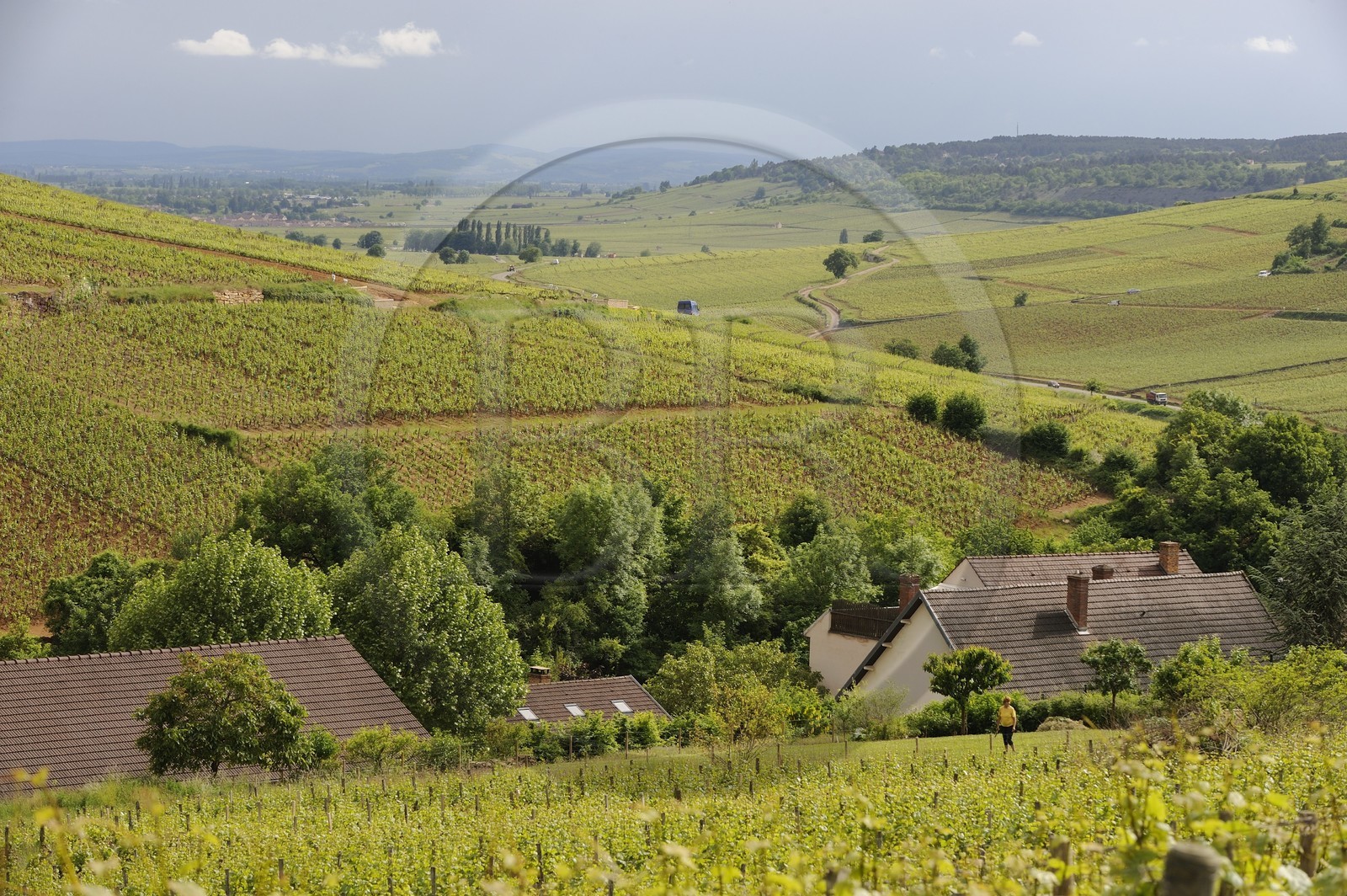 France, Côte d'Or (21), Pernand-Vergeles et la côte de Beaune