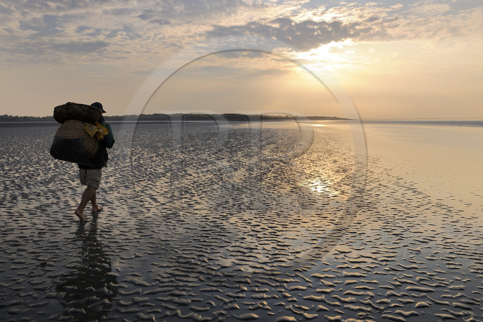 France, Manche (50), Baie du Mont-Saint-Michel, le pêcheur de grêve Guy Jugan allant relever ses filets de crevettes grises