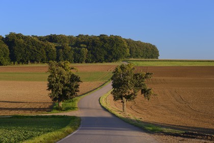 Germany, Saarland, Mosel region towards Sinz, countryside road at the crossroads of three borders Luxembourg, France and Germany