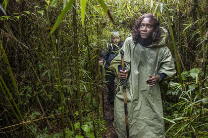 Rwanda, Province du Nord, Parc National des Volcans dans la chaine des Monts Virunga, mont Karisimbi,