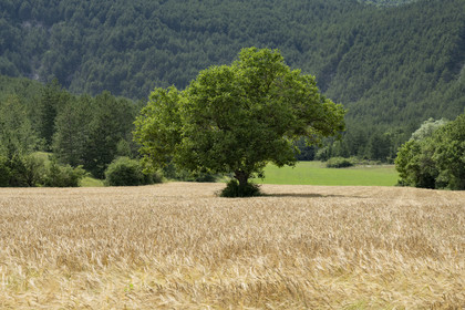 France, Drome, regional natural park of Baronnies provencales, tree in the middle of a wheat field at the Col d'Aulan
