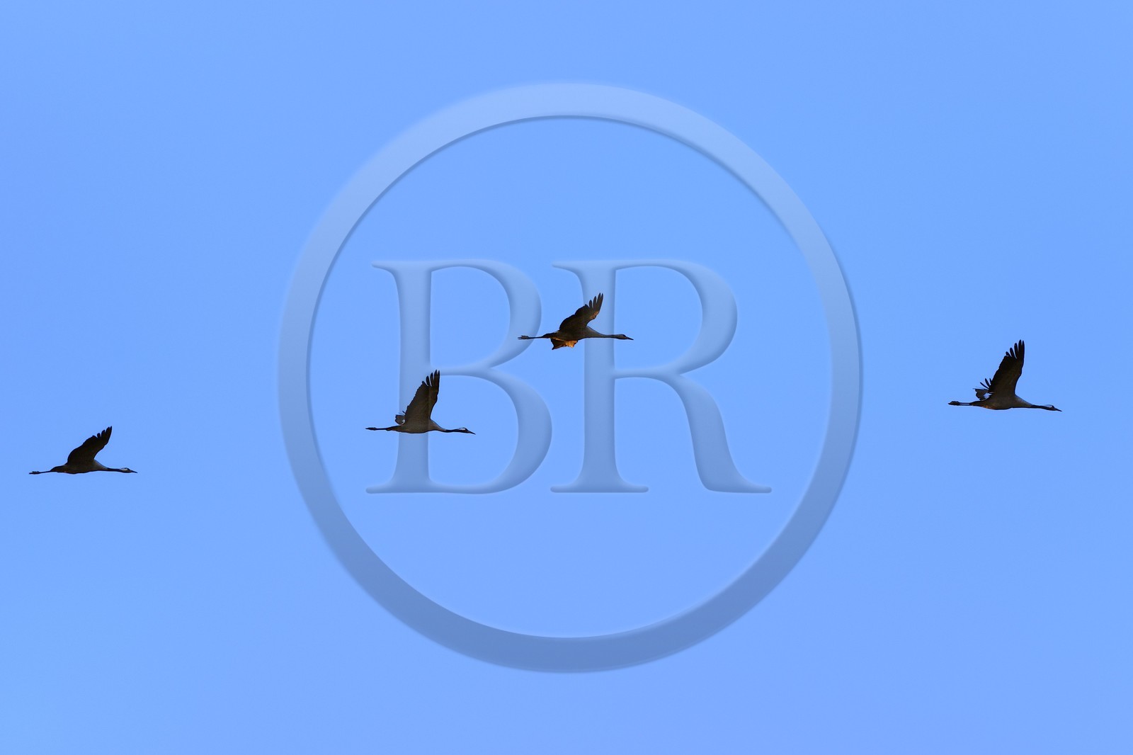 France, Indre (36), le Berry, parc naturel régional de la Brenne, Rosnay, étang de la Mer Rouge, grue cendrée (grus grus), vol au coucher de soleil