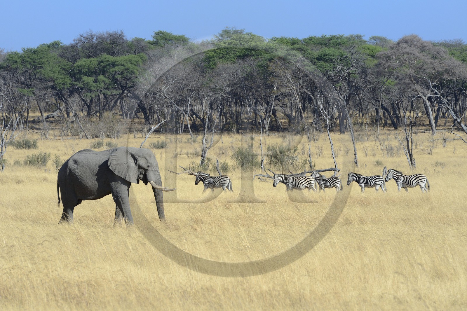Zimbabwe, province de Matabeleland septentrional, parc national Hwange, éléphant sauvage d'Afrique (Loxodonta africana) et troupeau de Zèbres (equus burchelli)