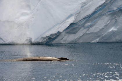 Groenland, cote ouest, baie de Disko, Ilulissat, fjord glacé classé Patrimoine Mondial de l'UNESCO qui est l’embouchure maritime du glacier Sermeq Kujalleq, baleine à bosse ou rorqual à bosse (Megaptera novaeangliae)