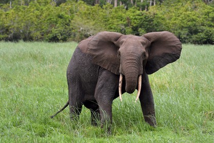 Gabon, province de Ogooué- Maritime, Parc National du Loango, site de Akaka dans la lagune du Fernan Vaz (Nkomi), éléphant de forêt d'Afrique (Loxodonta cyclotis)