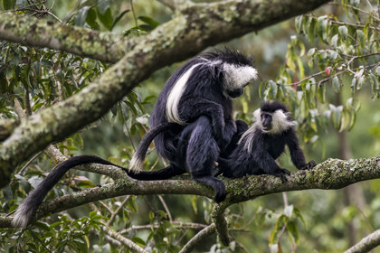 Rwanda, Province de l’Ouest, Gisakura, Parc national de Nyungwe, Colobes de Ruwenzori (Colobus angolensis ruwenzorii) pendant un safari à pied dans la forêt tropicale humide naturelle