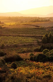 France, Pyrenees Orientales, Landscape of the Catalan Corbieres at Pas de l'Escale near Vingrau Village
