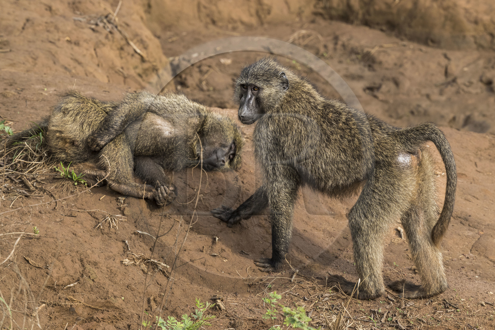 Rwanda, Parc national de l'Akagera, babouin olive (Papio anubis)