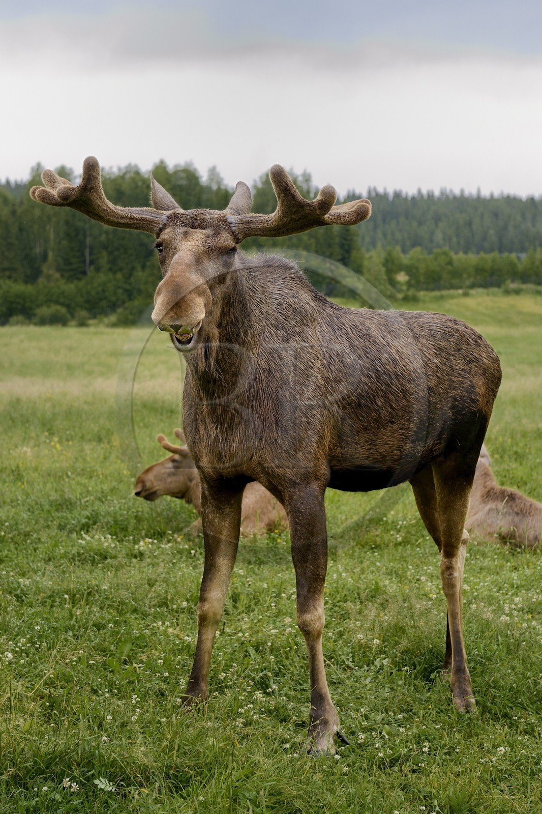 Suède, Comté de Vasterbotten, région d'Umea, Bjurholm, le Maison de l'Elan (Algens Hus), élevage