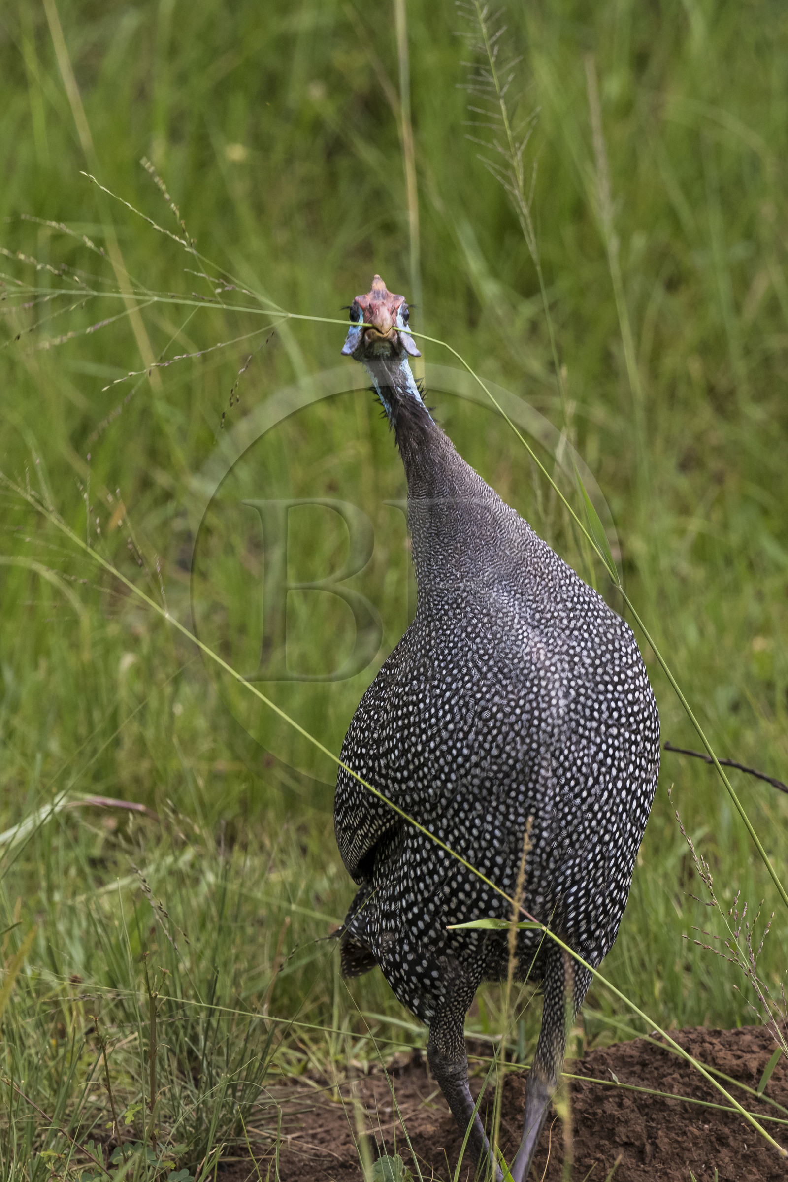 Rwanda, Parc national de l'Akagera, pintade de Numidie (Numida meleagris)
