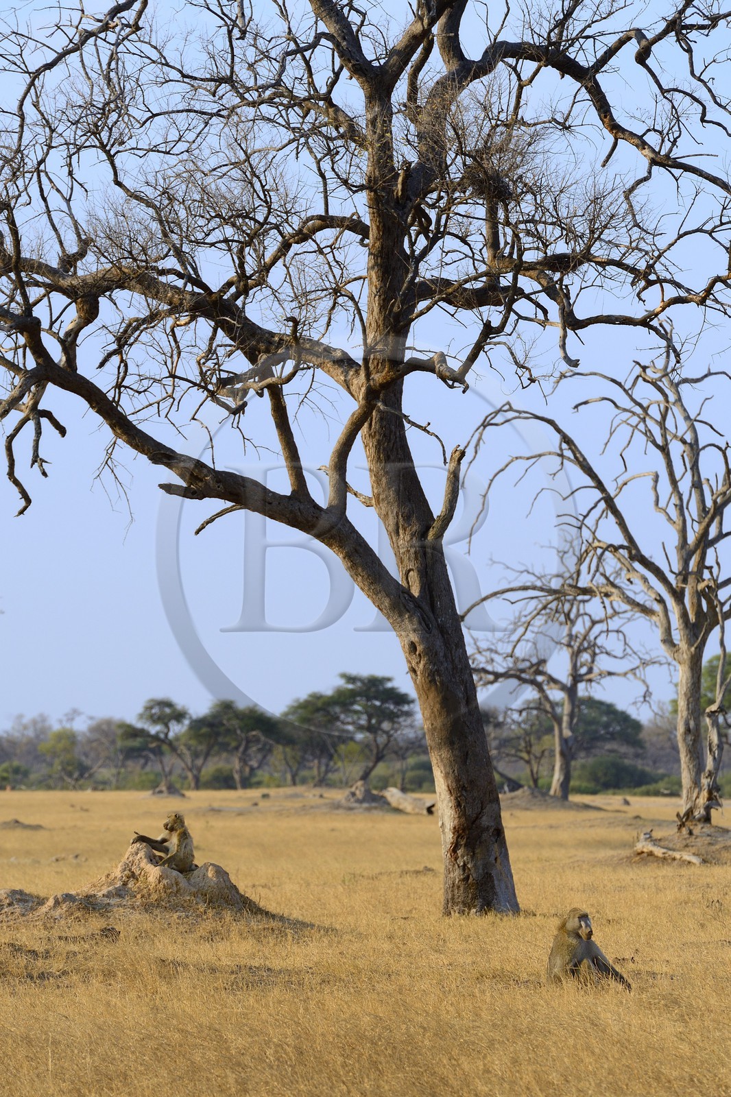 Zimbabwe, province de Matabeleland septentrional, parc national Hwange, babouins chacma (Papio ursinus) au pied d'un arbre