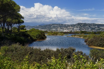 France, Alpes-Maritimes, Lerins Islands, Sainte-Marguerite island, domanial biological reserve, Bateguier pond