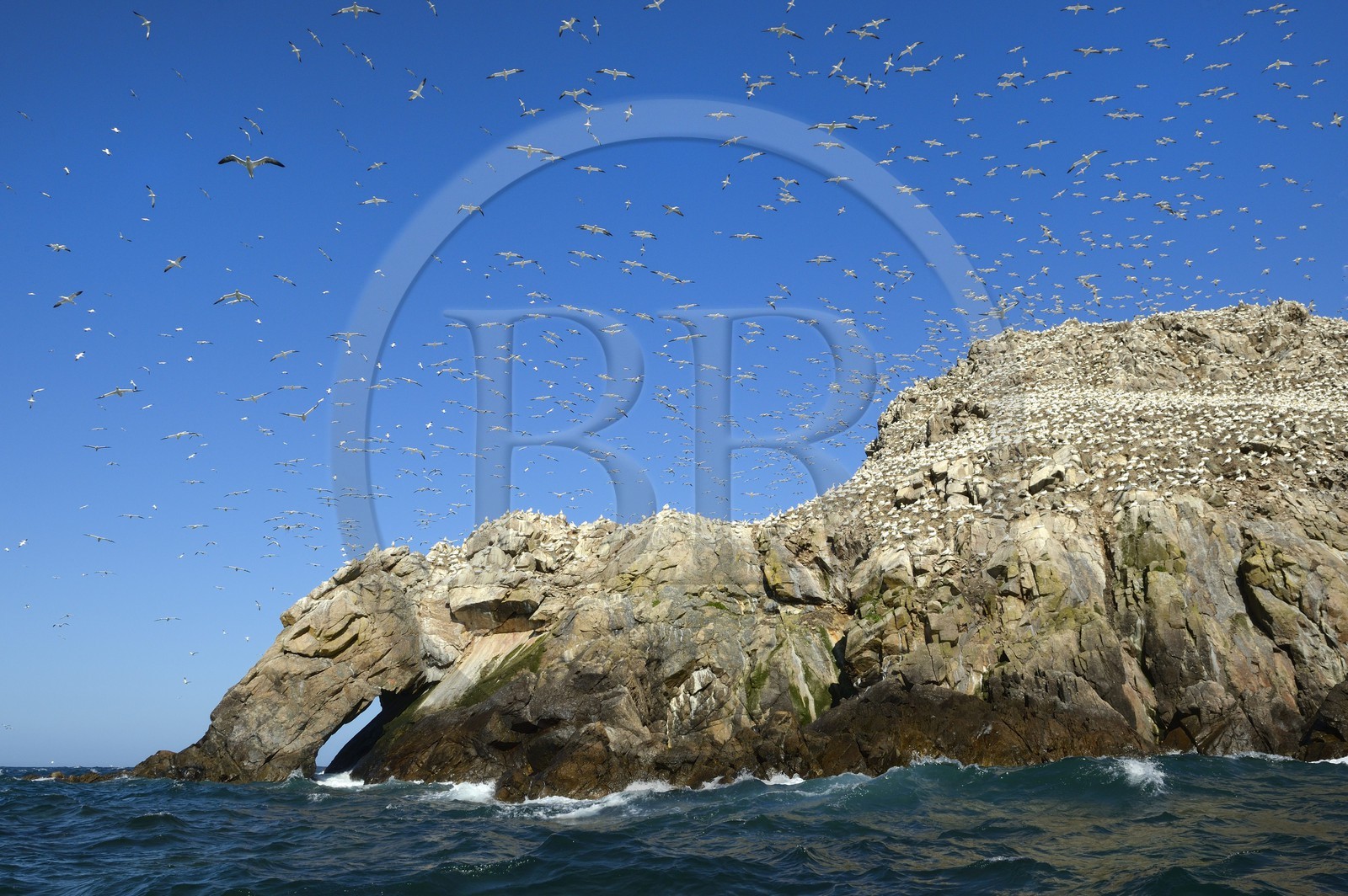 France, Côtes-d'Armor (22), Perros-Guirec, archipel et réserve ornithologique de Sept-Iles, Ile Rouzic, colonie de fous de Bassan (Morus bassanus), unique point de nidification en France pour plus de 20000 couples France, Côtes-d'Armor (22), Perros-Guirec, archipel et réserve ornithologique de Sept-Iles, Ile Rouzic, colonie de fous de Bassan (Morus bassanus), unique point de nidification en France pour plus de 20000 couples