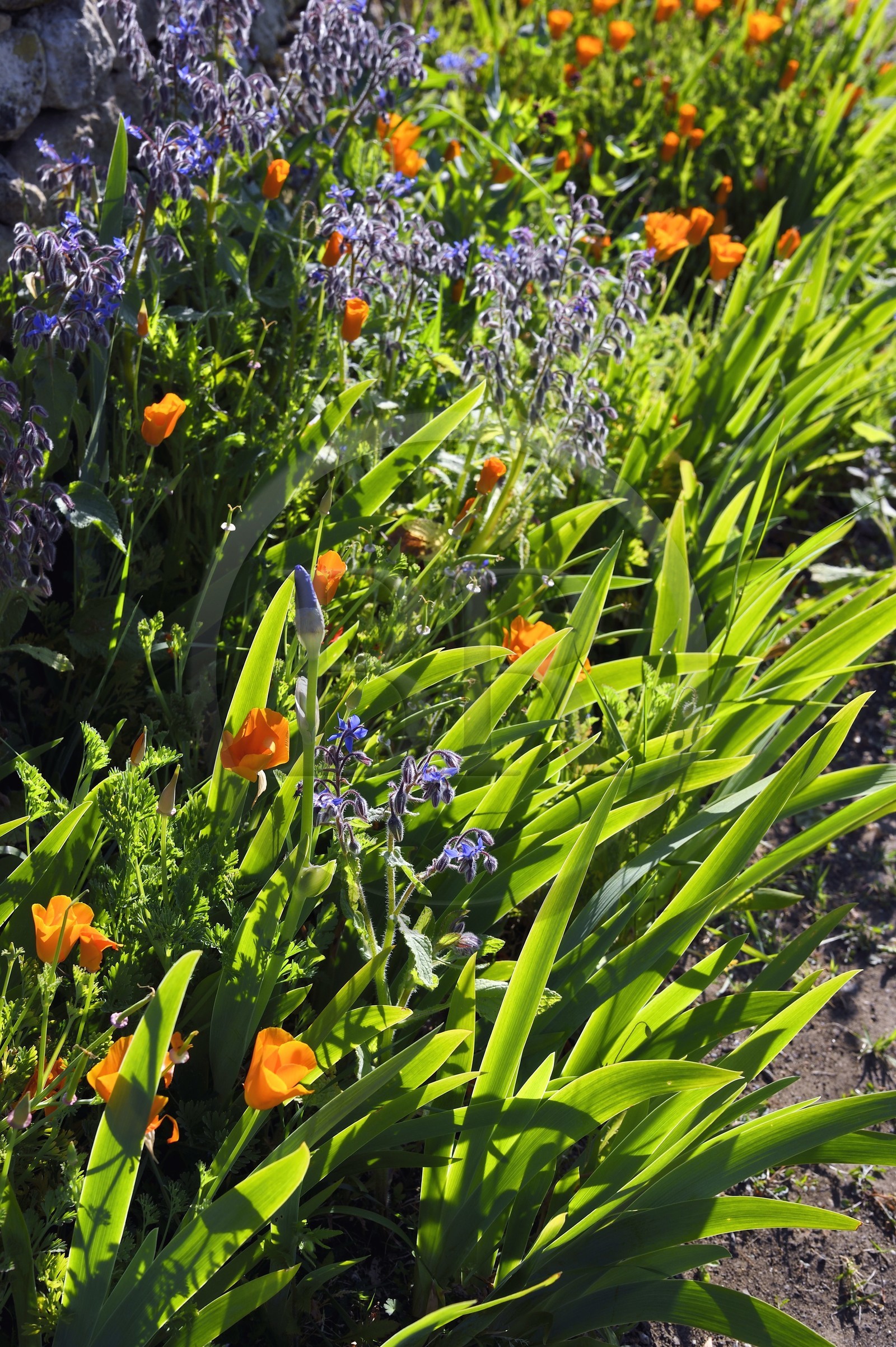 France, Charente (16), Bourg-Charente, bourraches et tulipes en fleurs