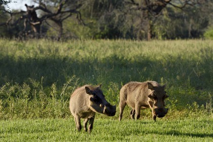 Namibia, Khomas region, north of Windhoek, Okapuka Ranch, warthogs (Phacochoerus africanus)