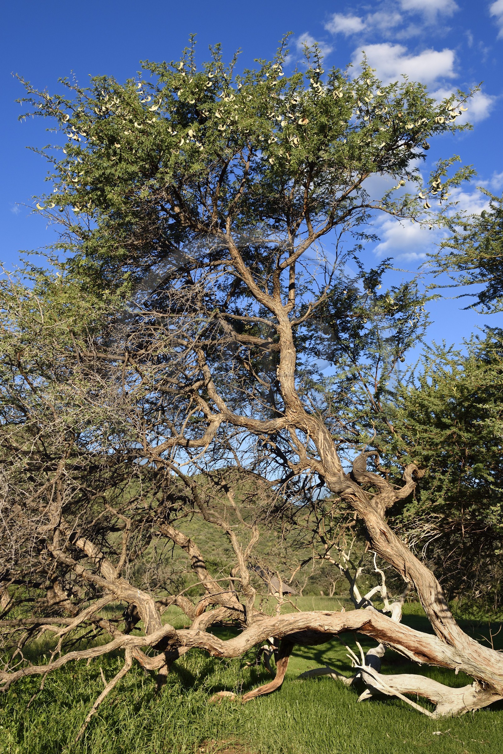 Namibie, région de Khomas, nord de Windhoek, Okapuka Ranch, acacia