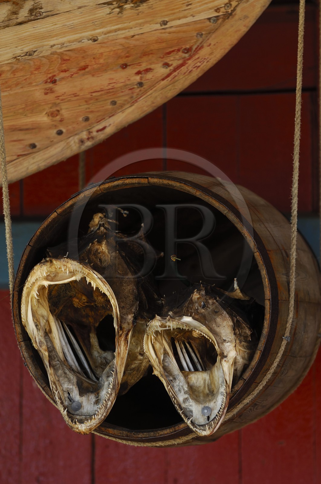 Norvège, Nordland, Iles Lofoten, Ile de Moskenes, lottes séchées au village de A (Å)