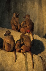 France, Paris (75), parc zoologique de Paris (Vincennes), les babouins