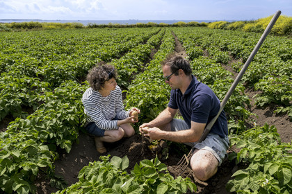 France, Finistère, Iroise Sea, Molene archipelago, Quemenes Island, organic and energy self-sufficient Quemenes farm, farmers Amélie Goossens and Etienne Menguy in their potato field