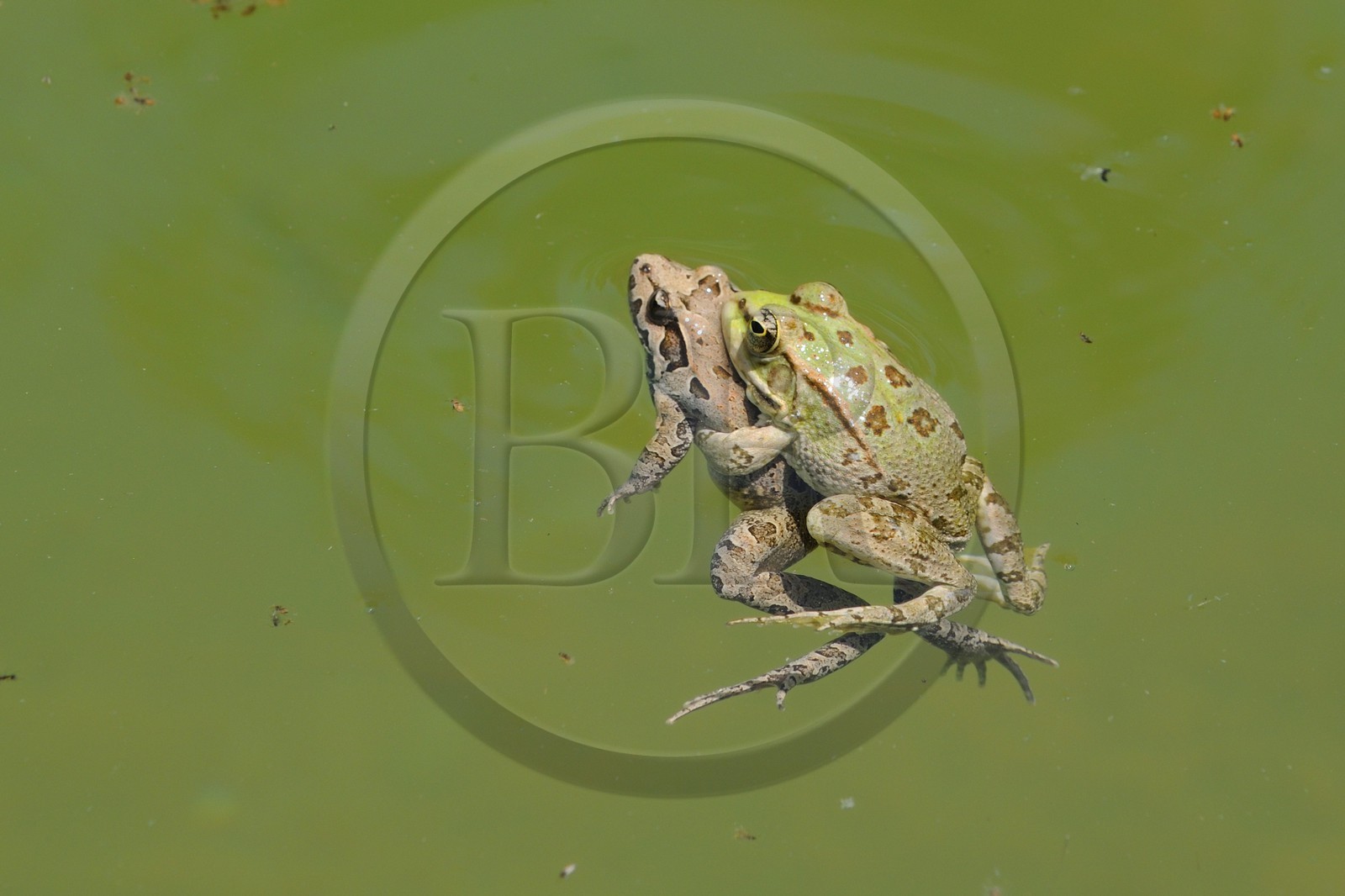 Morocco, Oriental Region, frogs mating