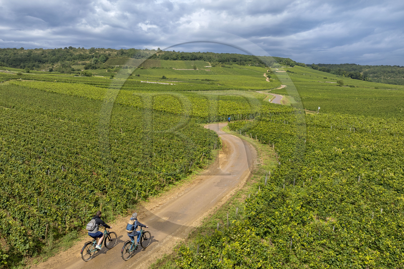 France, Côte-d'Or (21), Paysage culturel des climats de Bourgogne classés Patrimoine Mondial de l'UNESCO, vignoble de la Côte de Nuits, cyclotourisme sur la Route des Grands Crus à Vosne-Romanée