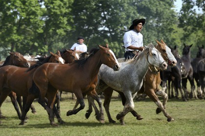 Argentina, Buenos Aires Province, San Antonio de Areco, Tradition Day festival (Dia de Tradicion), matched-together horse herds (Entrevero de tropillas)