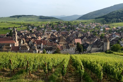 France, Haut-Rhin (68), Route des Vins d'Alsace, Riquewihr entouré de vignoble, labellisé Les Plus Beaux Villages de France