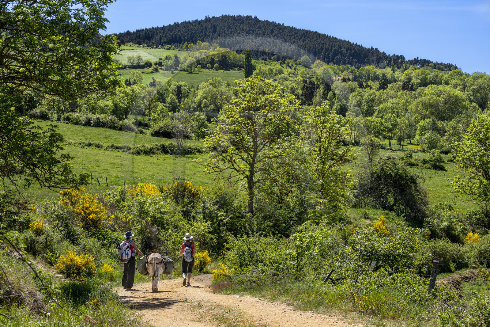 France, Haute-Loire (43), randonnée avec un âne sur le chemin de Stevenson (GR 70) entre Le Monastier-sur-Gazeille et Saint-Martin-de-Fugères France, Haute-Loire (43), randonnée avec un âne sur le chemin de Stevenson (GR 70) entre Le Monastier-sur-Gazeille et Saint-Martin-de-Fugères