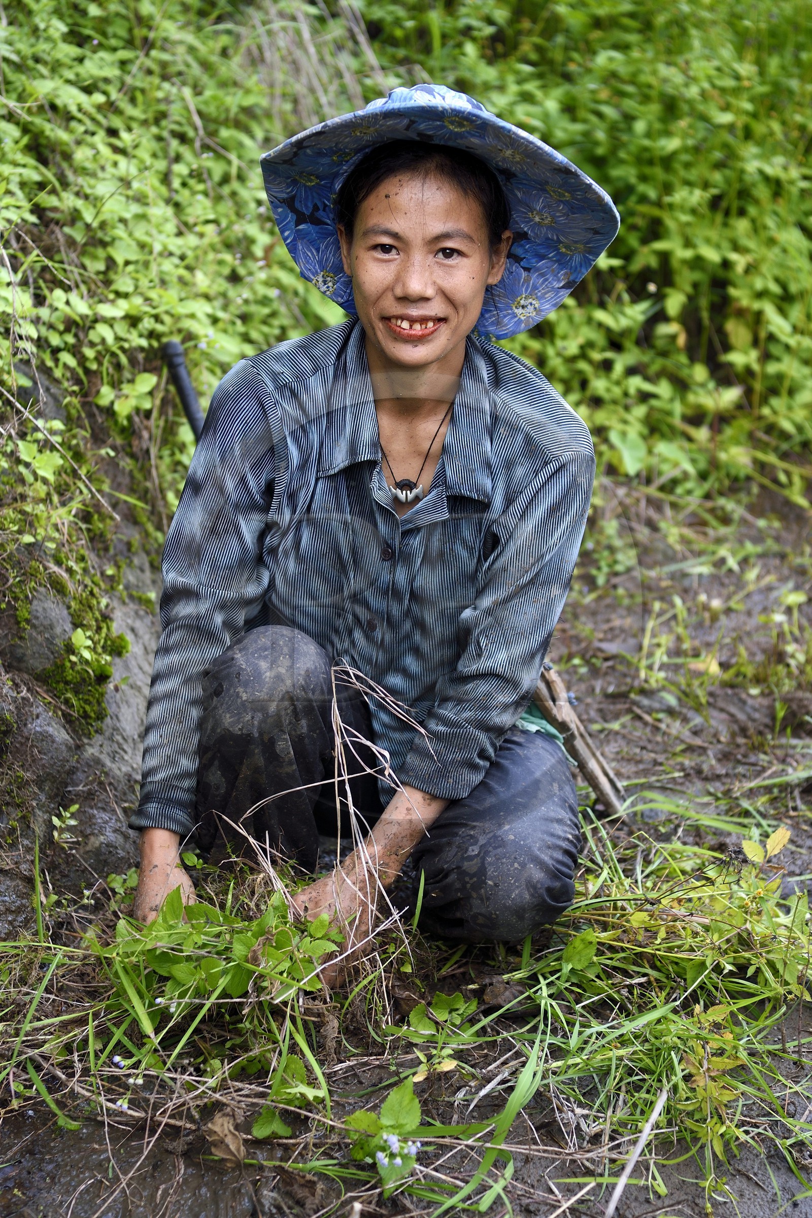 Philippines, province d'Ifugao, les rizières en terrasses de Banaue autour du village de Cambulo, classées Patrimoine Mondial de l'UNESCO, Daria Faith Wingin 32 ans, mariée et mère de deux enfants, débroussaille une parcelle pour replanter