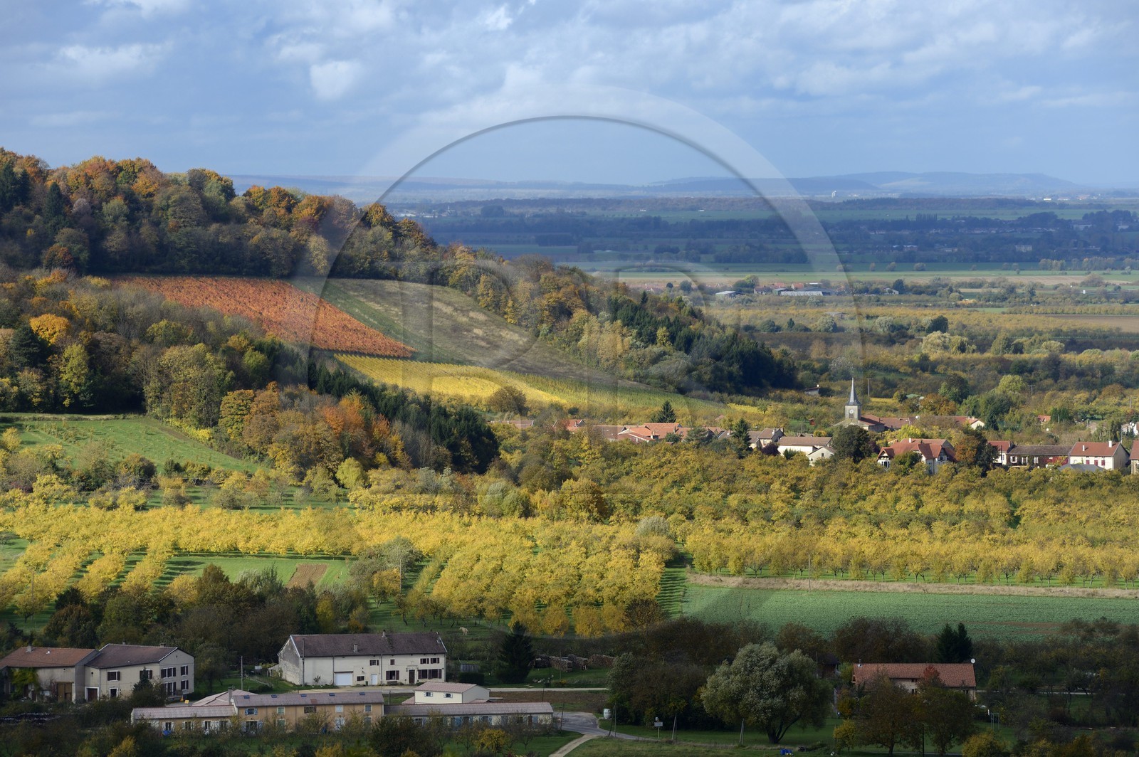 France, Meuse (55), Parc régional de Lorraine, Cotes de Meuse, le village de Billy-sous-les-Côtes et mirabellier dans la plaine de la Woëvre