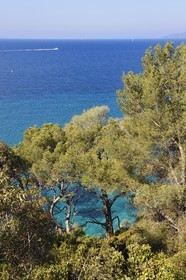 France, Var, Le Rayol Canadel sur Mer, Domaine du Rayol, Conservatoire du Littoral Estate compulsory mention, sea view through the trees in the Jardin des Mediterranees designed by landscaper Gilles Clément