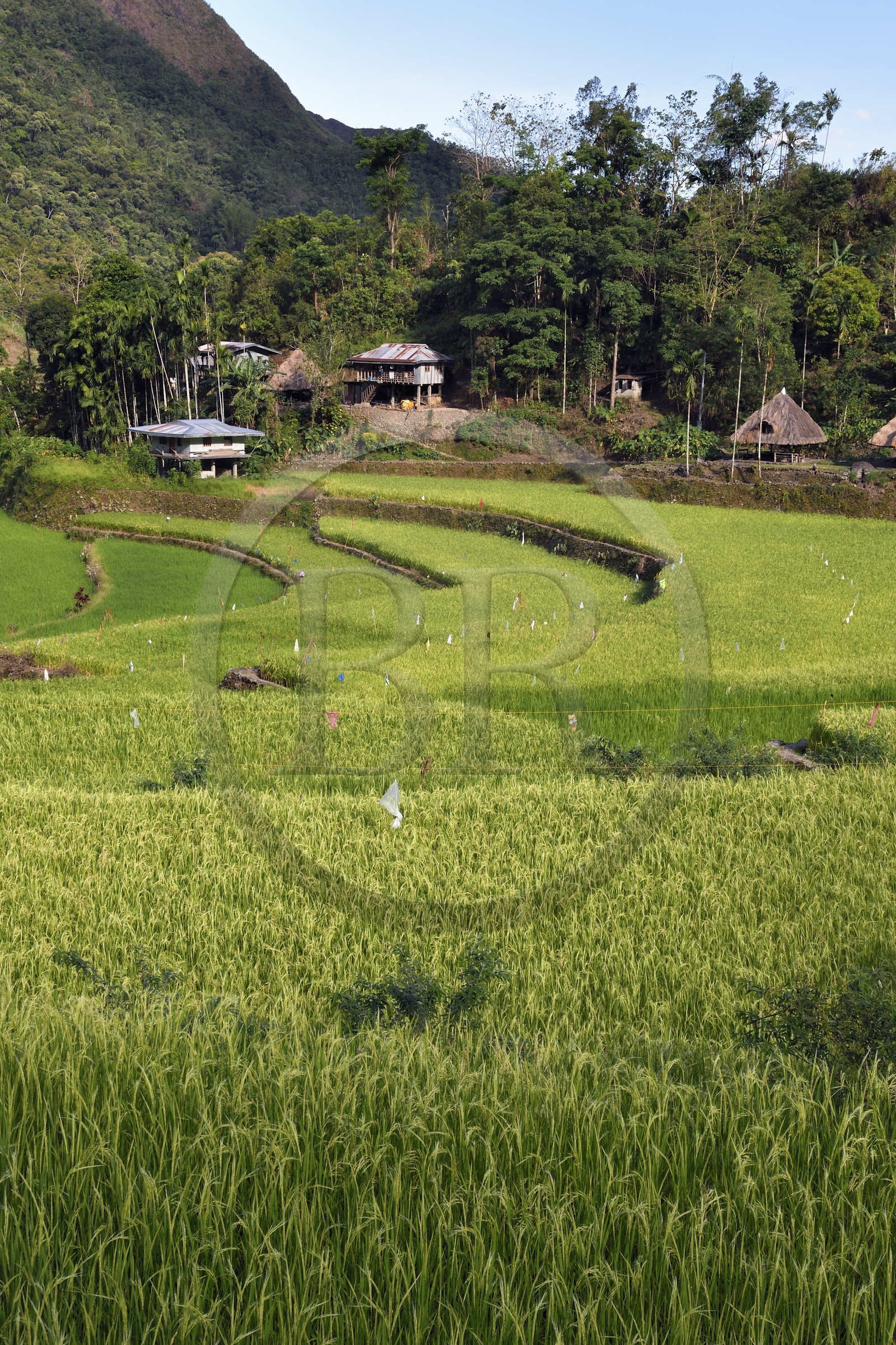 Philippines, province d'Ifugao, les rizières en terrasses de Banaue autour du village de Batad, classées Patrimoine Mondial de l'UNESCO