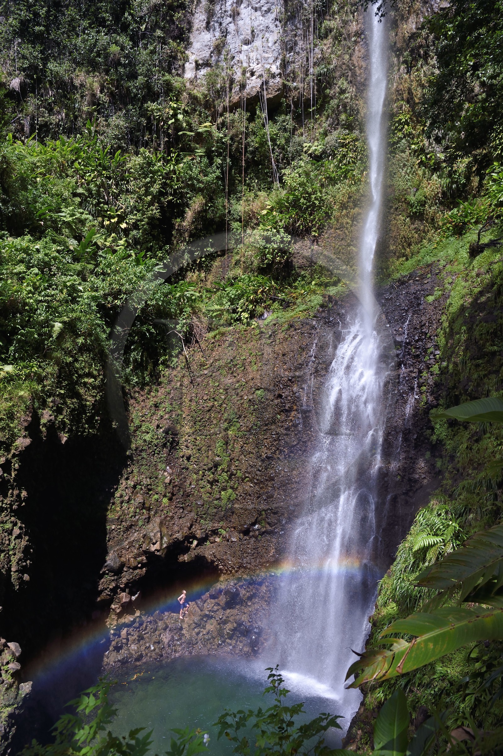 Caraïbes, Ile de la Dominique, Parc national du Morne Trois Pitons classé Patrimoine Mondial de l'UNESCO, randonneur à la cascade de Middleham Falls sur le sentier de randonnée Waitukubuli qui traverse l’ile