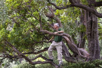 France, Alpes-Maritimes, Saint Jean Cap Ferrat, Villa and Gardens Ephrussi de Rothschild, head gardener André Castellan climbs in a Common Arbutus (Arbutus unedo)