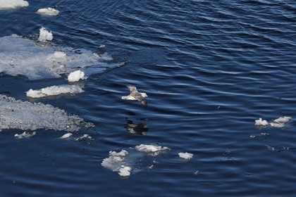 Groenland, cote Nord-Ouest, Smith sound, Fulmar boréal (Fulmarus glacialis) survolant la banquise entrain de fondre