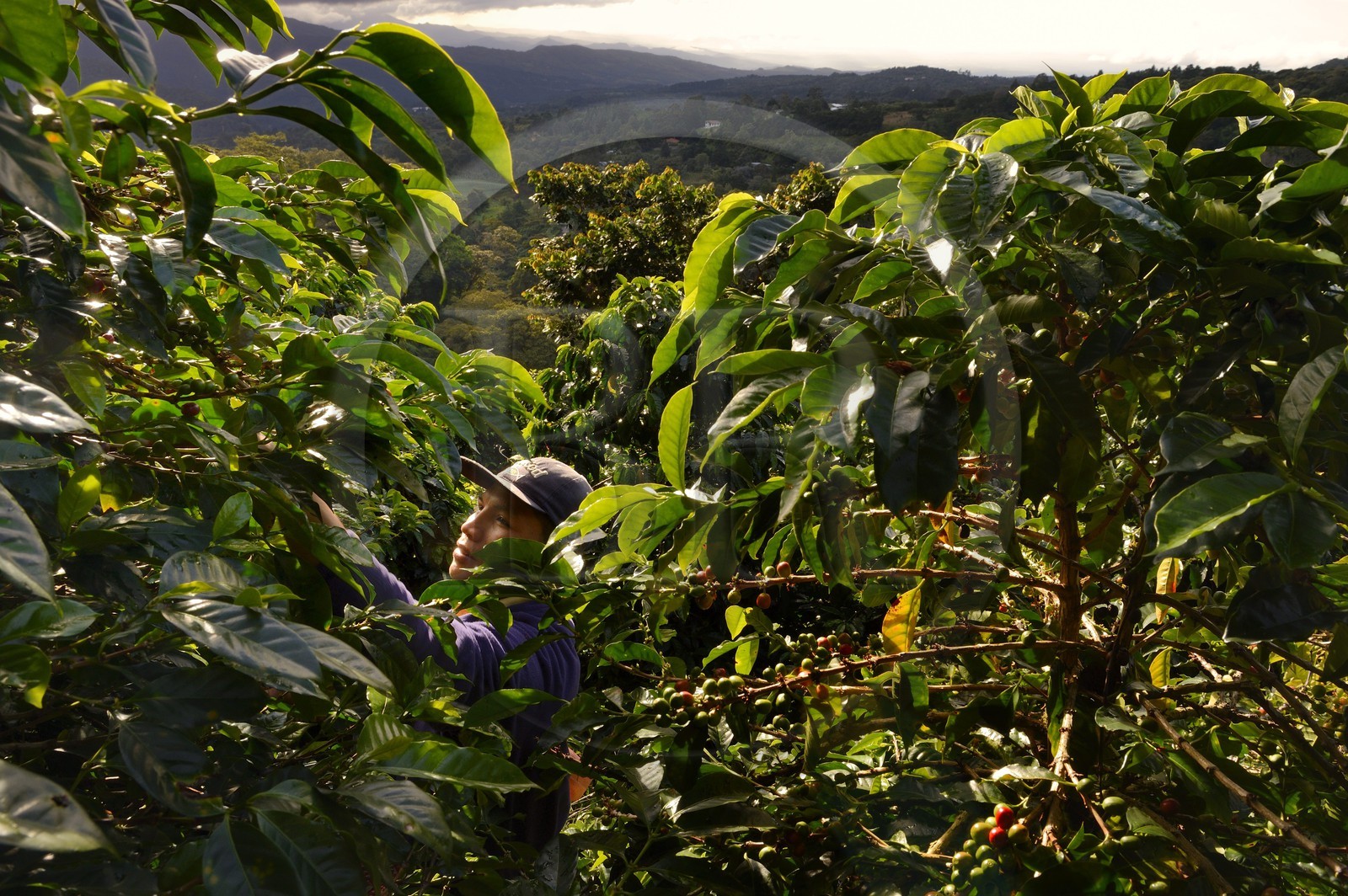 Panama, province de Chiriqui, Boquete, plantation de café Finca Lerida, cueillette des grains de café sur les pentes du volcan Baru par un amérindien Nägbe