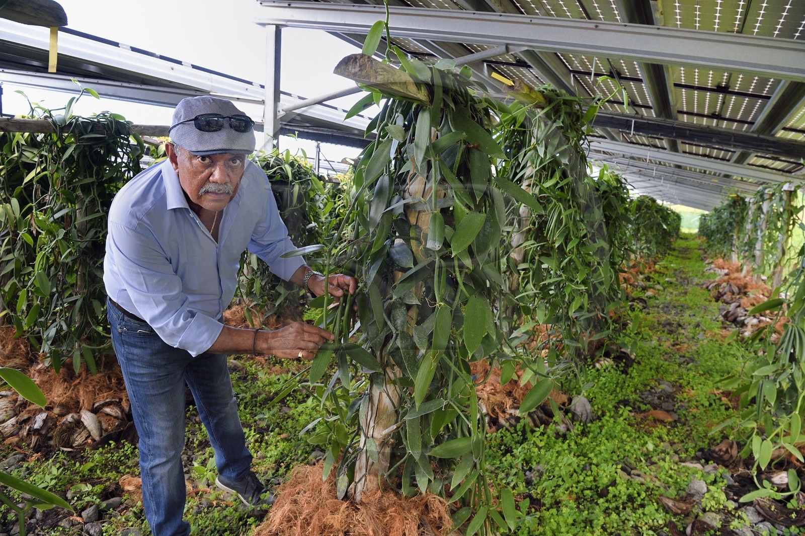 France, Ile de la Reunion, Saint-Louis, Domaine de Bellevue, producteur de vanille Planifolia biologique issues d'orchidées cultivées sous cinq hectares de panneaux photovoltaïques qui permettent d'alimenter plus de 1 800 foyers en électricité, Jean Edwards Saint-Lambert