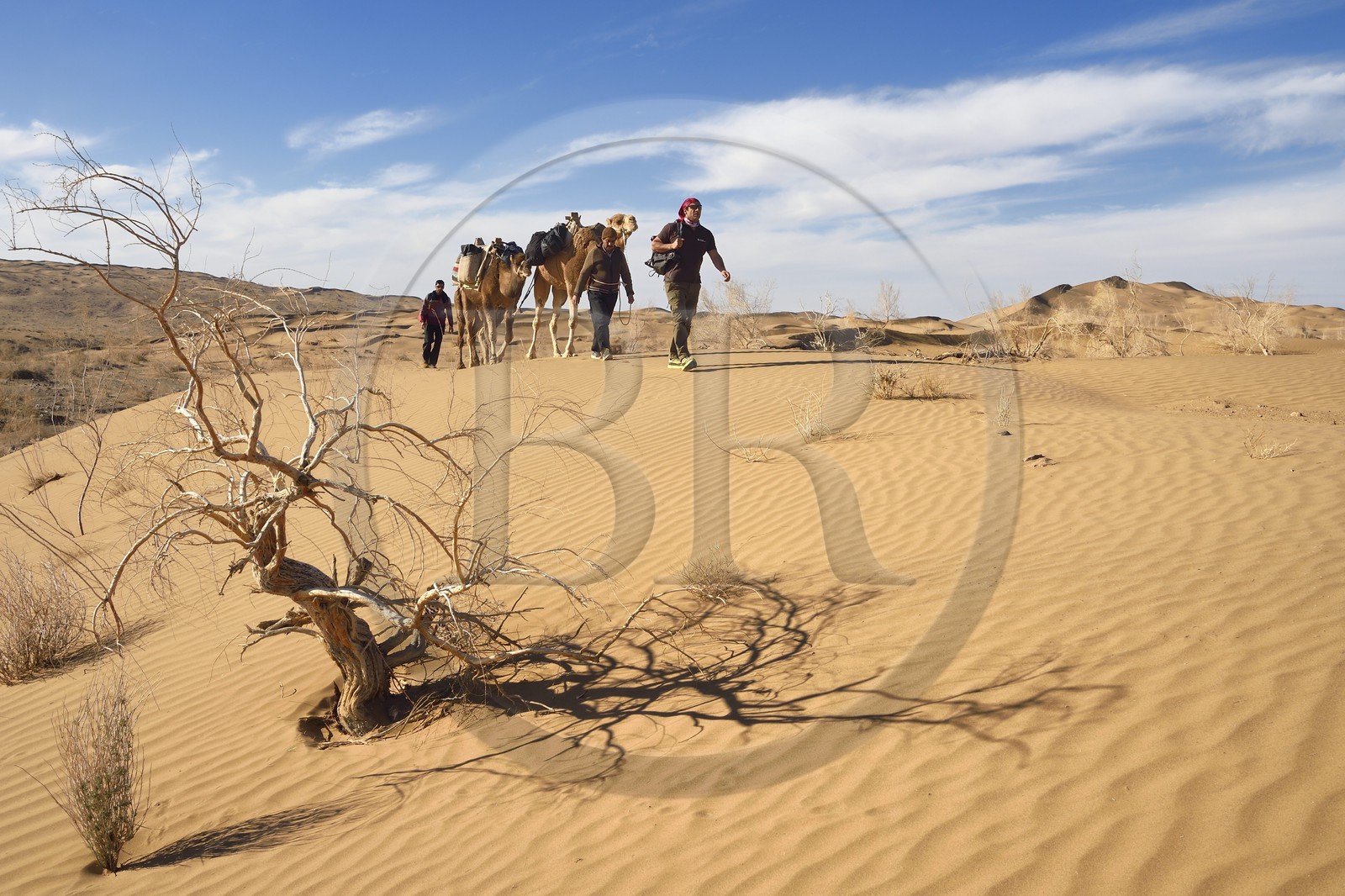 Iran, Province d'Ispahan, désert du Dasht-e Kavir, Mesr dans la région de Khur et Biabanak, randonnée chamelière