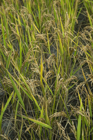 France, Gard, Generargues towards Anduze, Bambouseraie en Cévennes (Bamboo garden), Camargue rice plantation