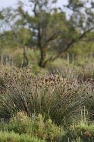 France, Bouches du Rhone, Parc naturel regional de Camargue (Regional Natural Park of Camargue), Vaccares pond