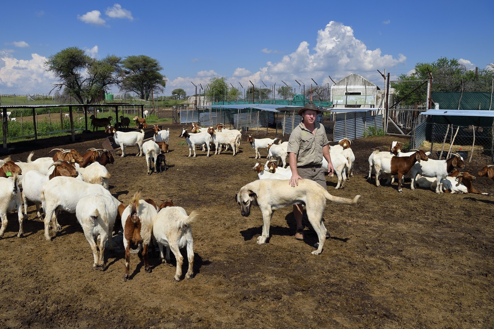 Namibie, Otjiwarongo, le Livestock Guarding Dog Program (programme chien de garde du bétail) du Cheetah Conservation Fund a été très efficace pour réduire les taux de prédation et ainsi aussi l'inclinaison des agriculteurs à piéger ou tirer sur des guépards, le fermier Paul Visser avec son chien Berger d'Anatolie entouré de ses chèvres Namibie, Otjiwarongo, le Livestock Guarding Dog Program (programme chien de garde du bétail) du Cheetah Conservation Fund a été très efficace pour réduire les taux de prédation et ainsi aussi l'inclinaison des agriculteurs à piéger ou tirer sur des guépards, le fermier Paul Visser avec son chien Berger d'Anatolie entouré de ses chèvres