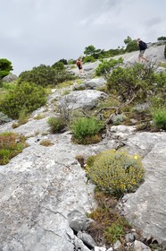 France, Var, Plan d'Aups Sainte Baume, Sainte-Baume Regional Nature Park, Sainte-Baume Massif, hikers at the Col du Saint-Pilon at the top of the cliff on the GR 98 and GR9, santolina flowers in the foreground in the rock