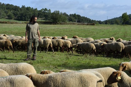 France, Var (83), Massif des Maures, Collobrières, plateau Lambert, le berger Laurent Ripert entouré de ses 400 moutons mourérous