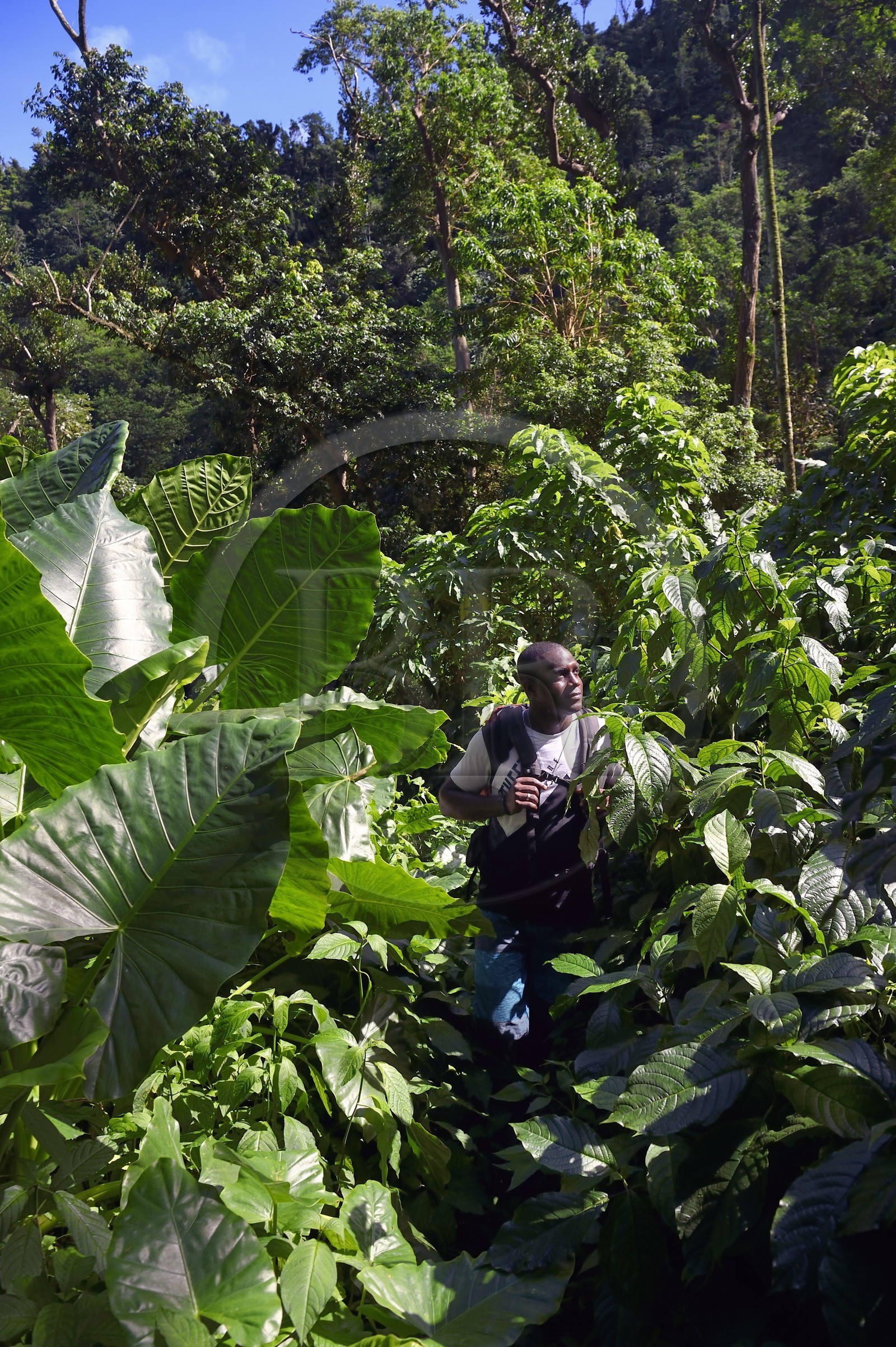 Caraïbes, Ile de la Dominique, randonneurs sur le segment 13 du Waitukubuli National Trail dans le nord de l'île entre Pennville et Capuchin au lieu dit Grand Fond