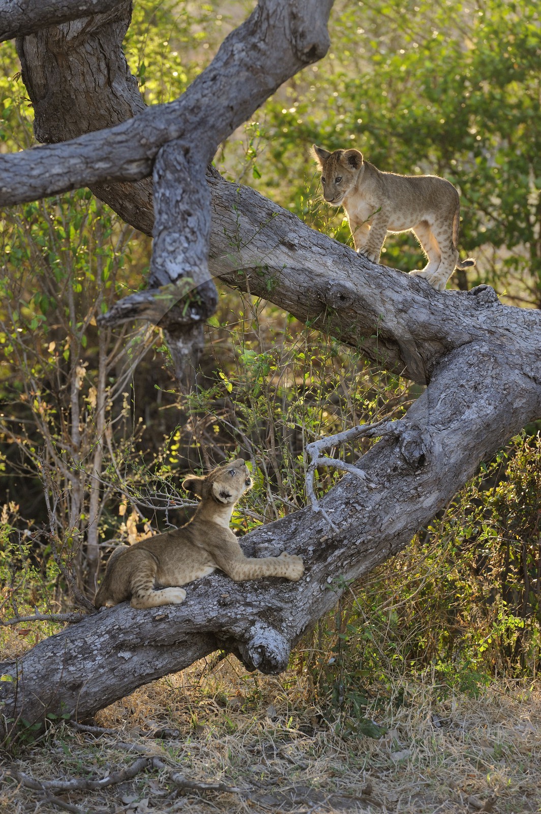 Tanzania, Selous Game Reserve is one of the largest fauna reserves of the world and designated a UNESCO World Heritage Site in 1982, lion cubs
